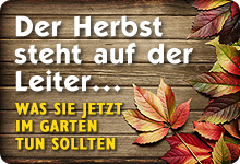 Der Herbst steht auf der Leiter