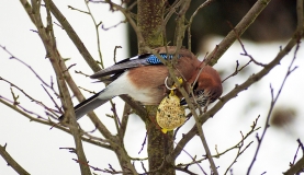 Soll man Vögel und Wildtiere im Winter füttern?