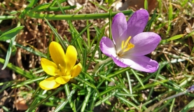 Frühblüher - Die ersten Boten des Frühlings