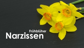 Narzissen: Alles über die Schönheit des Frühjahrs